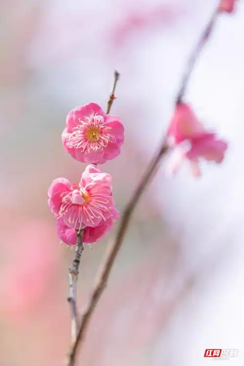 视频|长沙的春天从梅花开始,来橘子洲感受抵挡不住的"梅"力