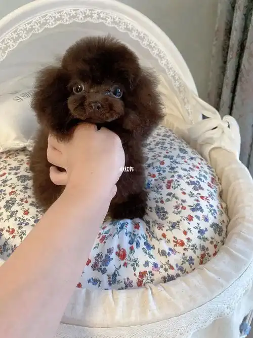 巧克力色泰迪  #茶杯泰迪  #泰迪