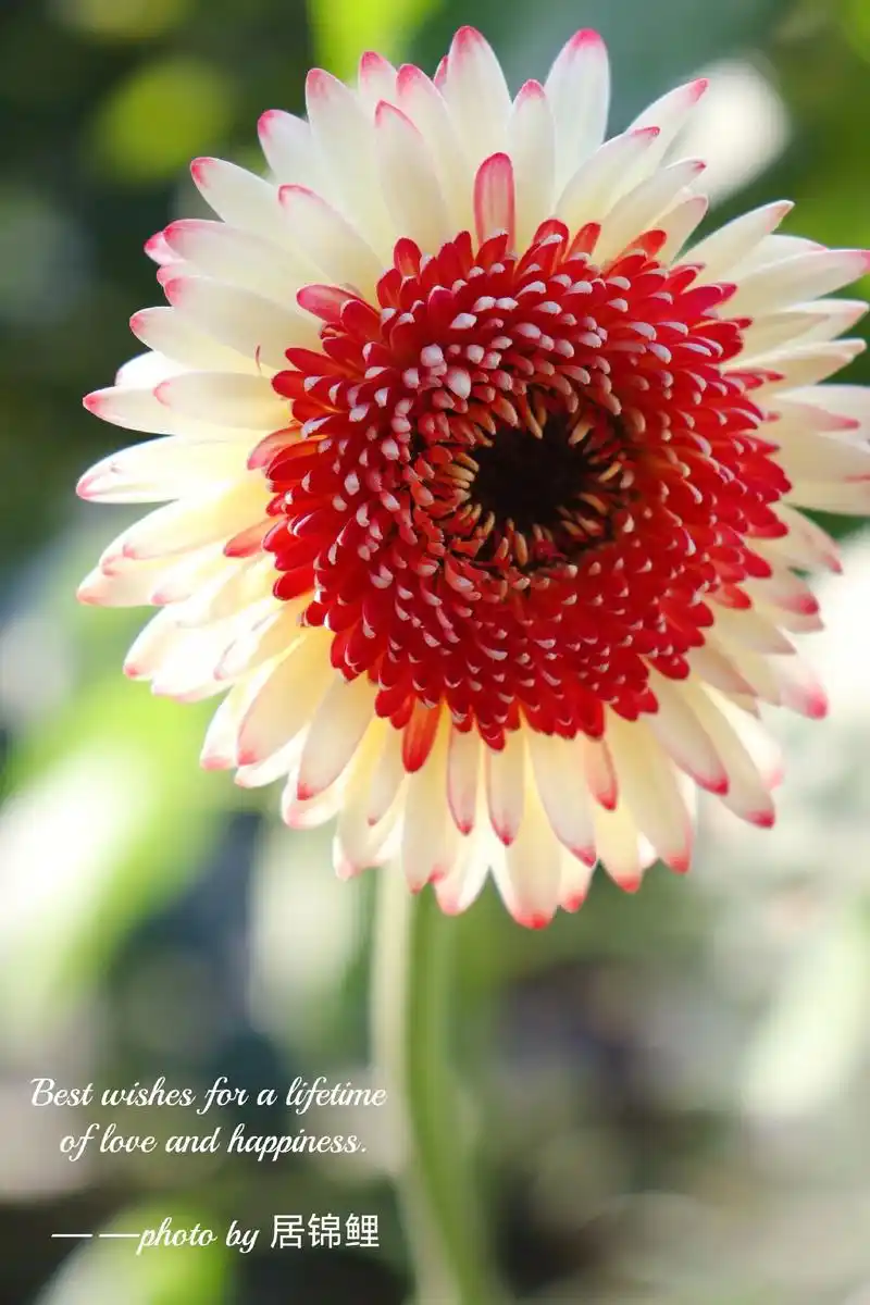 非洲菊/扶郎花,飞舞真的好美~咱就是说!我之前好像有点低 - 抖音