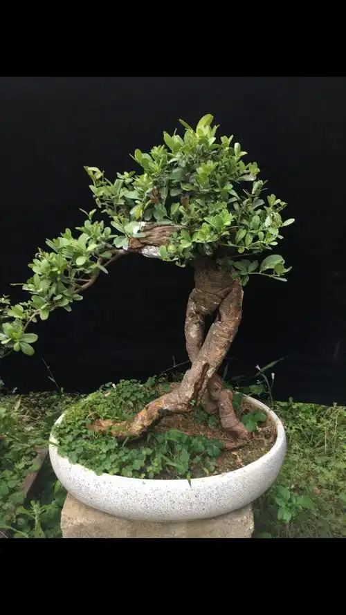 盆景爱好#东风桔盆景