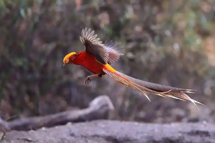 商洛市北宽坪镇白家山野生红腹锦鸡随拍