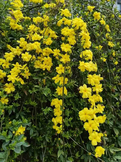 迎春花是一种落叶灌木,野迎春为常绿灌木,花冠更大,迎春花的花冠直径2