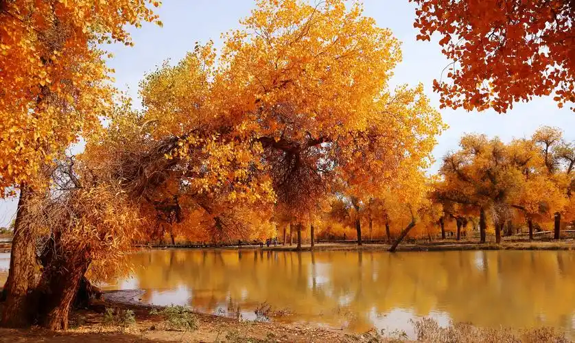 坚强的胡杨图片 - 第9张