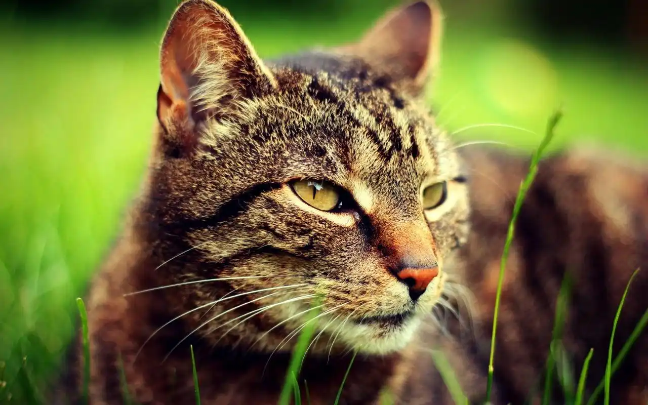 高清动物图片可爱猫咪小萌猫桌面壁纸第二辑,这是美桌网win4000.