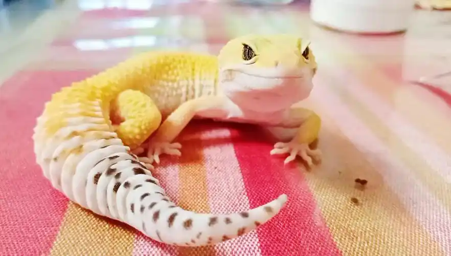 豹纹守宫可爱守宫在线wink