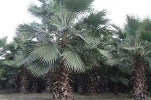 将它用来做成裙子穿,不仅省钱而且凉快,最主要的是裙子树做成的裙子还