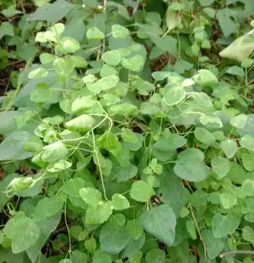 多年野生鲜党参干党参药农自挖直供一手货源假一赔百包邮
