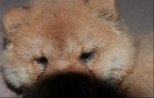 怎么分辨幼犬松狮是否倒睫