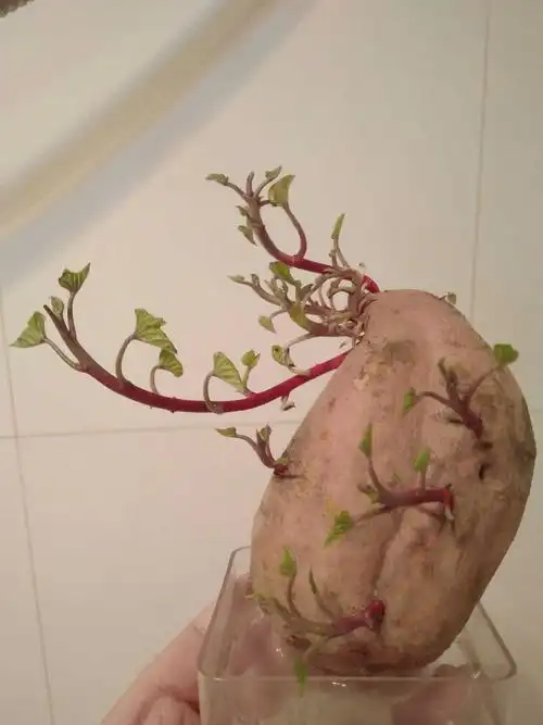 我的地瓜发芽了