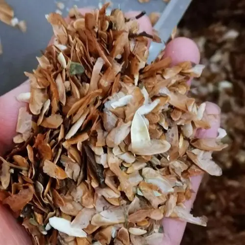 香椿种子 芽菜籽 红油香椿树种子 蔬菜种子 特种蔬菜