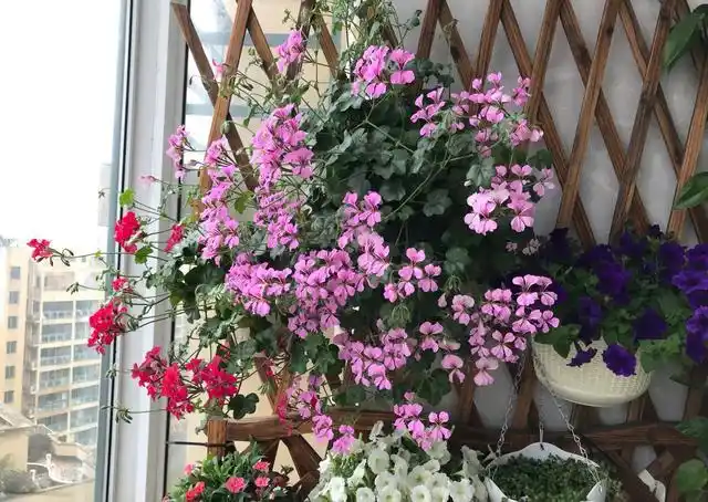 天竺葵"龙卷风"—优秀的垂吊盆栽花,阳台养一棵,四季都有花看