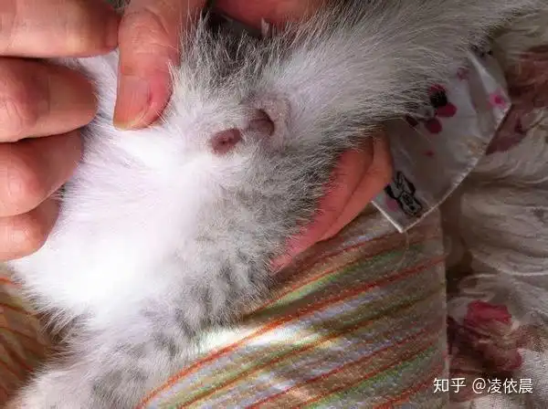 各位铲屎官刚出生的小猫怎么看公的母的