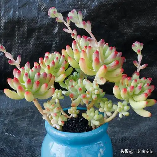 乙女心的爆盆方法(乙女心缀化方法) - 上海苗木信息网