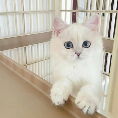 胖虎可爱的蓝蓝大眼睛的银点妹妹找家长,三个月,一丢丢小瑕疵.