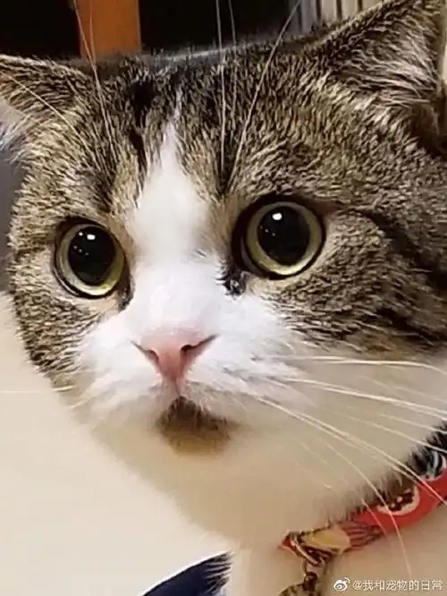 永远惊讶中的猫子嘴巴下方一撮毛毛太可爱了