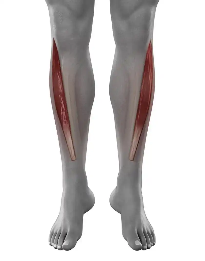 胫前肌处男,胫骨前男性肌解剖前查看隔离上的白色背景