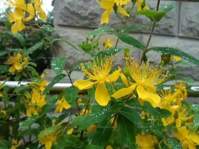 返回金丝桃图片大全观赏花朵观花叶子观叶观果净化空气吸甲醛防辐射