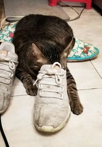 猫咪爱闻臭鞋,看主人回家脱鞋急的叫:快脱,我吸点新鲜的