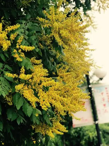 栾树开花惊喜大家