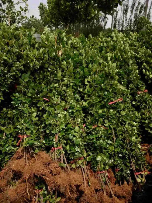 公园绿篱北海道黄杨批发多分支北海道黄杨丛生北海道黄杨价格咨询江瑞