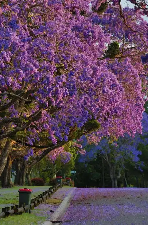 澳洲蓝花楹,美哭了