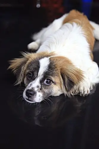 1280_1920竖版 竖屏