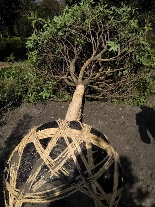 桂花树的报价基地桂花树种植桂花的报价