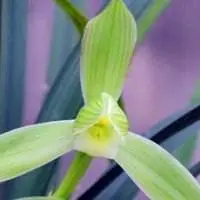 兰花头像图片大全大图_唯美兰花花草头像大图_微信头像图片大全