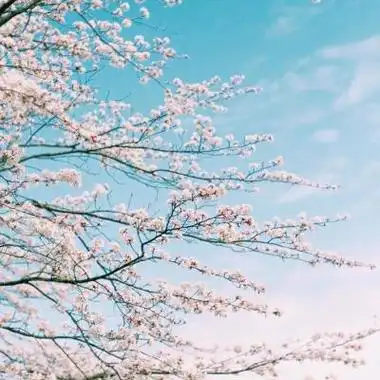 唯美好看的樱花微信风景头像高清 到最后刻骨铭心的都淡忘了分享!
