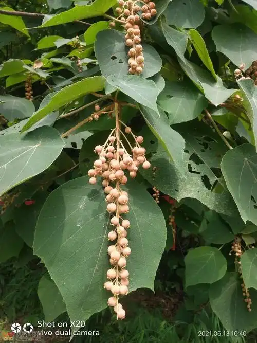 山上的构树果果要开了