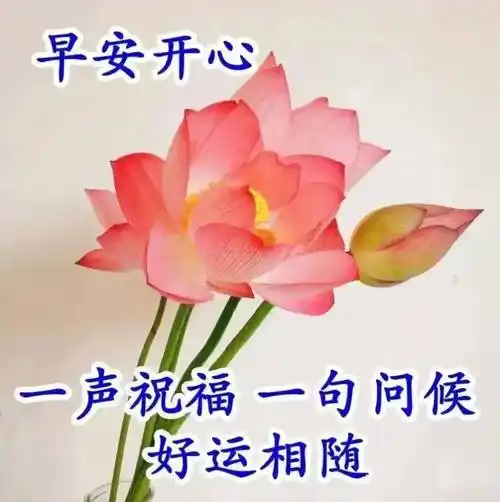 周三早安,推荐群发早上好表情包暖心图片带字8张,春日温馨的问候祝福