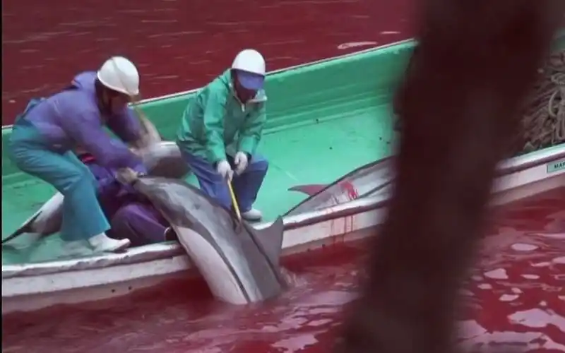 3分纪录片《海豚湾》_哔哩哔哩 (゜-゜)つロ 干杯~-bilibili