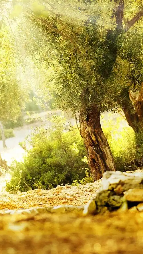 美丽的夏天,树木,阳光 4k