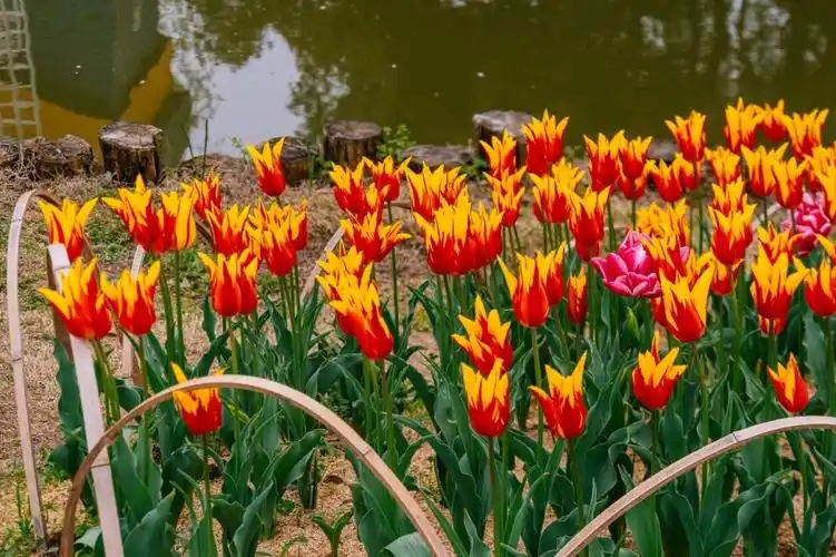 无锡梅园郁金香花