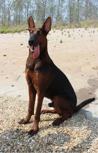 宜城莱州红对主人忠诚吗_山东华诚犬业驯养基地 - 商国互联网