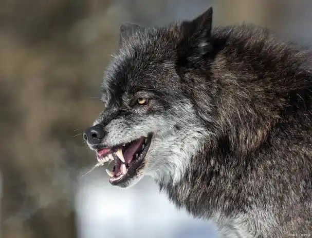 狼群中的狼王通常在什么位置?