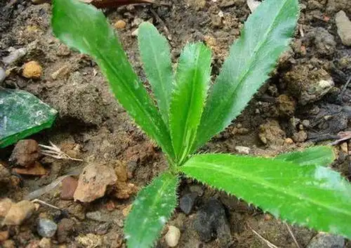 这种带锯齿的野菜食用做佐料很多人讨厌还对感冒有一定作用