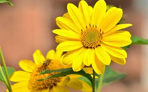 向日葵,黄色的花瓣,夏天 1242x2688 iphone 11 pro/xs max 壁纸,图片