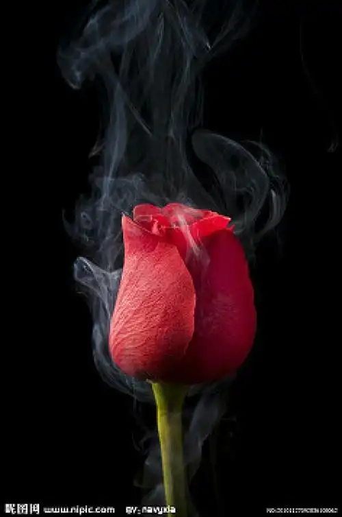 带血的玫瑰花(三)