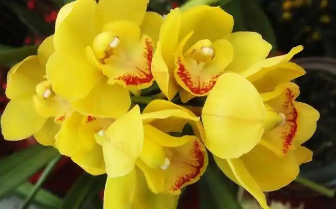 十二生肖各代表的幸运花与寓意有哪些快来看看下