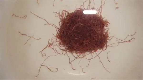 济南捞虫族臭水里淘金一天一人最多可捞红线虫100斤