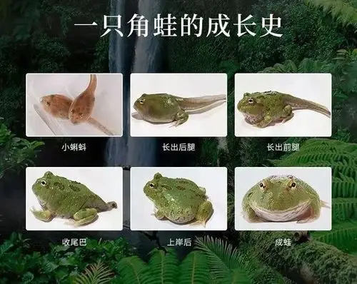 4大活动价格打骨折角蛙大特惠活动来了还有少见的秘鲁巴西角蛙哦肆养