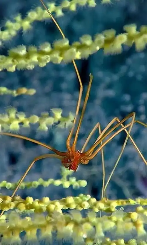 废物进化:海蜘蛛的"废物"路线在这个竞争激烈的世界中,生物们都在为了