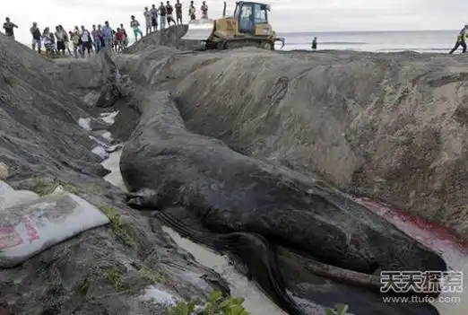 昆仑山06年真龙吃人事件视频曝光 图解真相 震惊全国的真龙事件