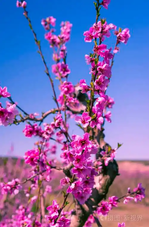 一朵朵桃花树在春天
