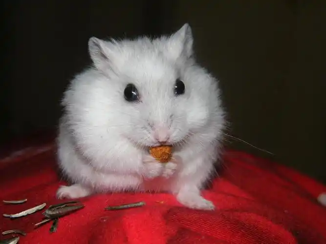 银狐图片啊仓鼠