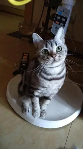 美短虎斑猫妹妹找新家