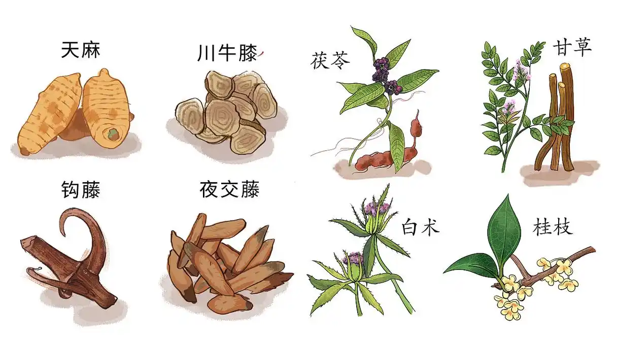 商业插画 — 中草药 植物插画 - 原创作品 - 站酷(zcool)
