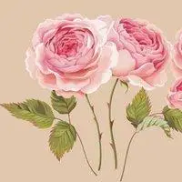 淡粉色玫瑰花微信头像_微信头像图片大全