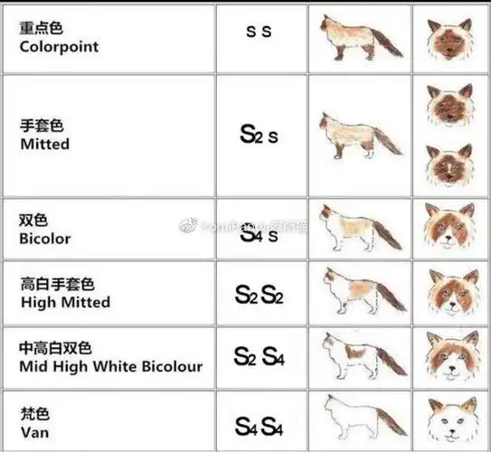 如下:色块位置布偶猫色块位置及基因型如果一只猫咪的两个基因拷贝